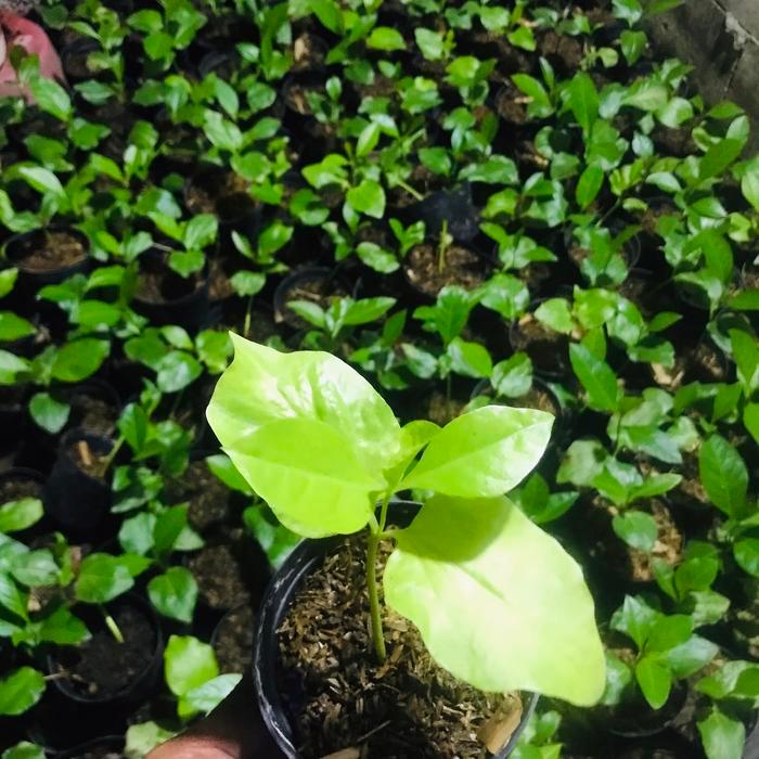 Bibit baobab adansonia paket 300 bibit