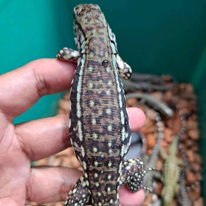 Spesial Promo Tegu Red Hybrid 50% Poshet Albino