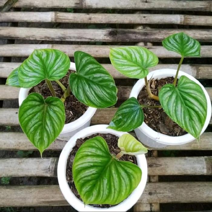 Moms_Syafa Philodendron Plowmanii / Tanaman Philo Plowmani