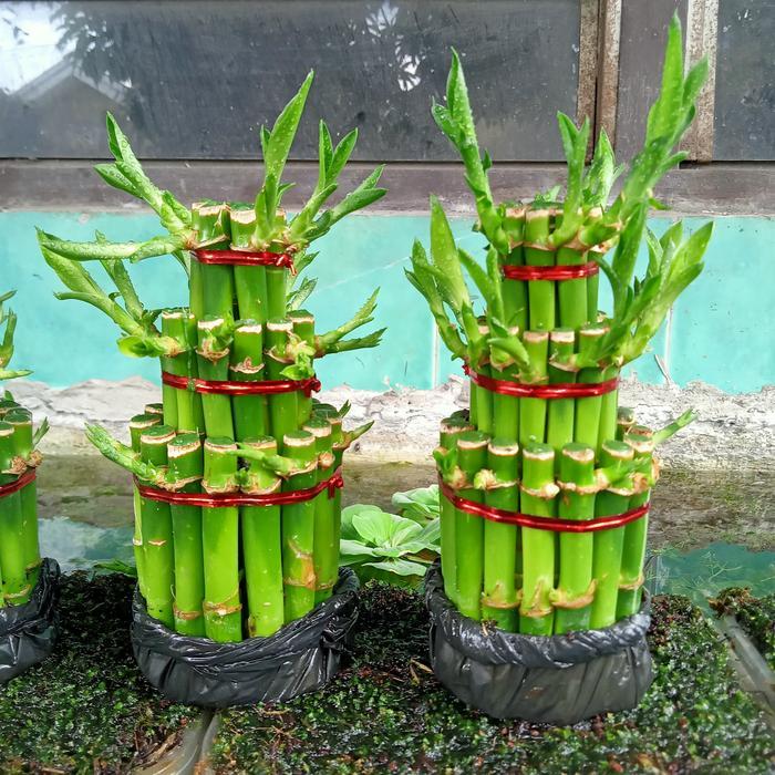 Terbaru Bambu Hoki, Dekorasi, Hiasan Meja, Bisa Di Air Packing Aman