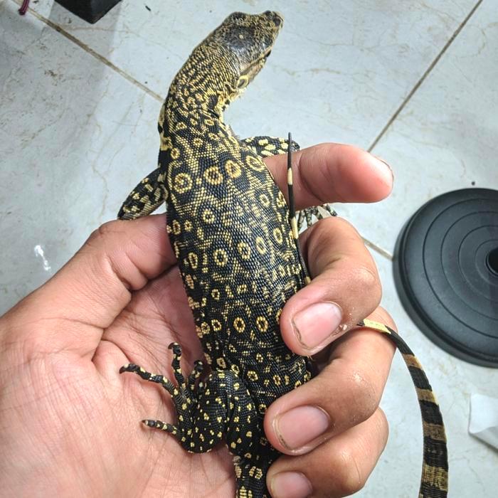 Ready BS salva macro Borneo / biawak macro Borneo baby up grade A