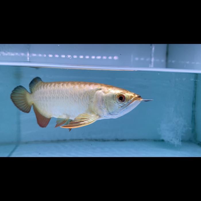 Arwanaarowana Golden Crossback 24K Terbaru 
