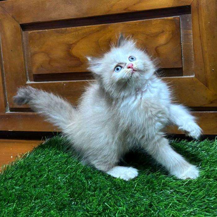 Ready SJ Kitten Ragdoll Jual Anak Kucing Ragdoll Jantan & Betina 1.8jt & 1.5jt, Himalaya Sealpoint