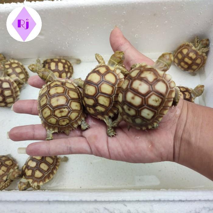 PROMO GE sulcata 20 cm sehat mewah rakus