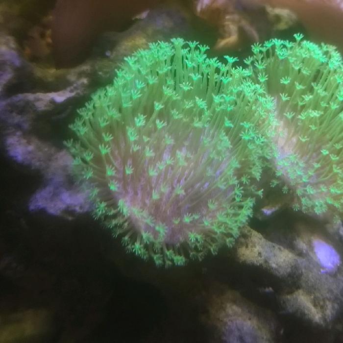 READY Coral Payungan Fiji Green Toadstool Frag