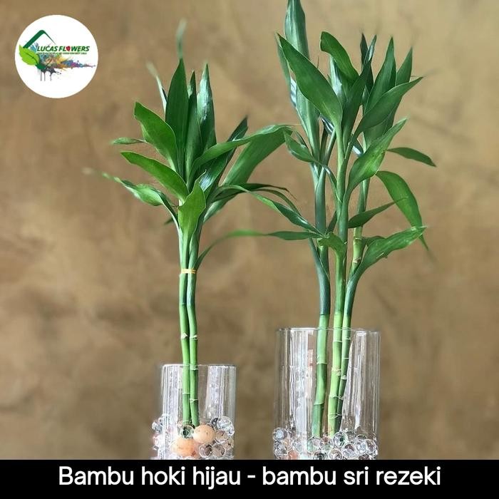 [ bambu hoki hijau - tanaman media air - bambu sri rezeki ijo ]