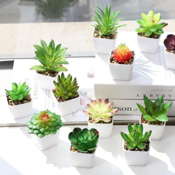 * Tanaman hias * Aneka macam kaktus * Tanaman plastik * Kaktus mini