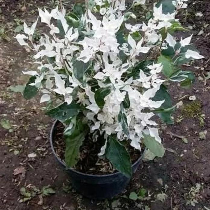 tanaman anting putri salju / bahan tanaman bonsai anting salju