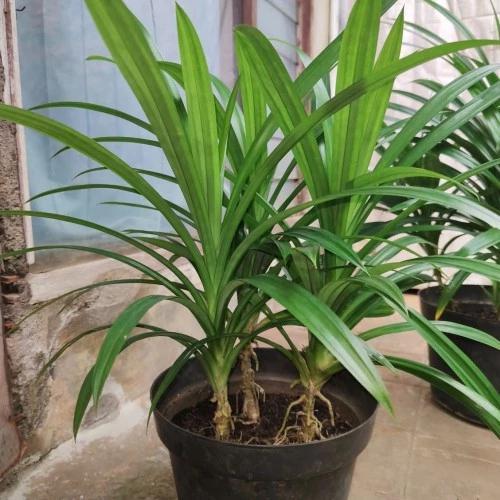 Daun PANDAN WANGI - Bibit Tanaman Daun Pandan Wangi