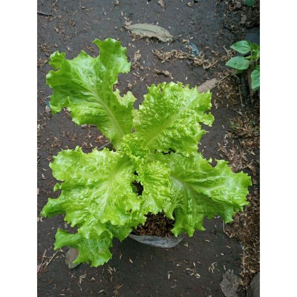 DISKON Bibit taan selada bokor READY STOCK