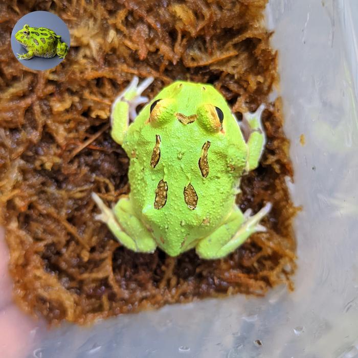 REDAY Terlaris kodok pacman frog green 4 spot Promo Murah