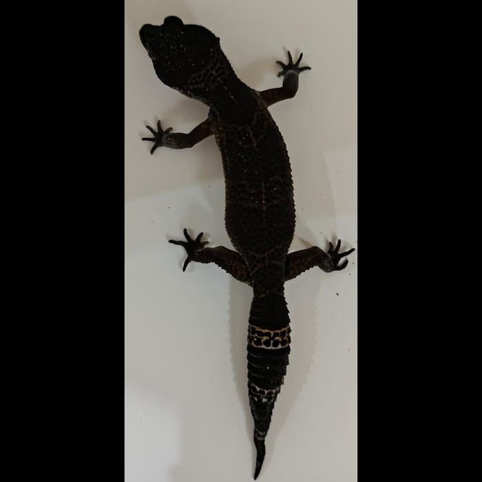 REDAY Terlaris Gecko Black Night het Tremper Murphy Patternless Possible het Tremper (Female) [Kode