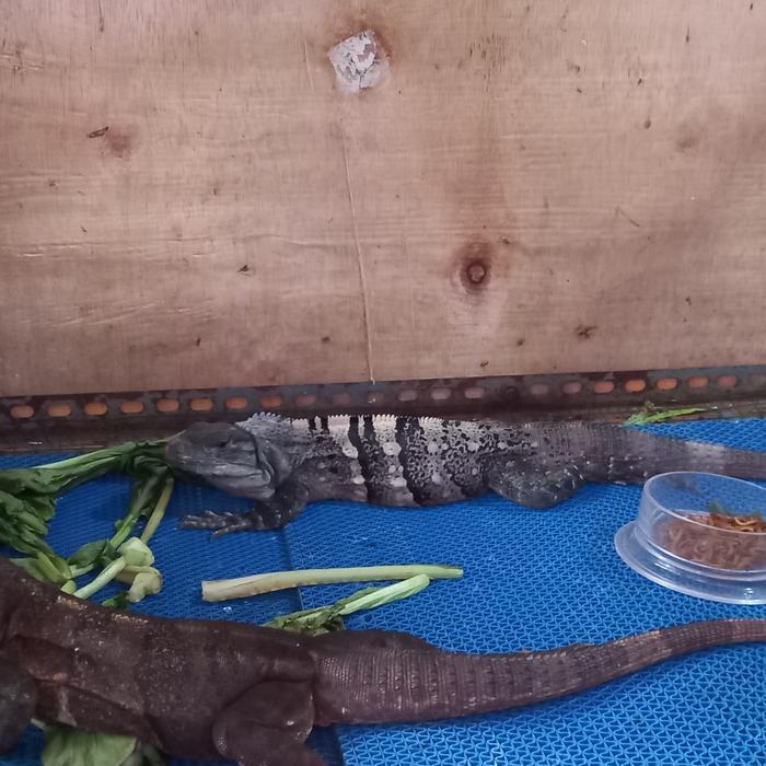 REDAY Terlaris iguana similis pasangan mantap Promo Murah