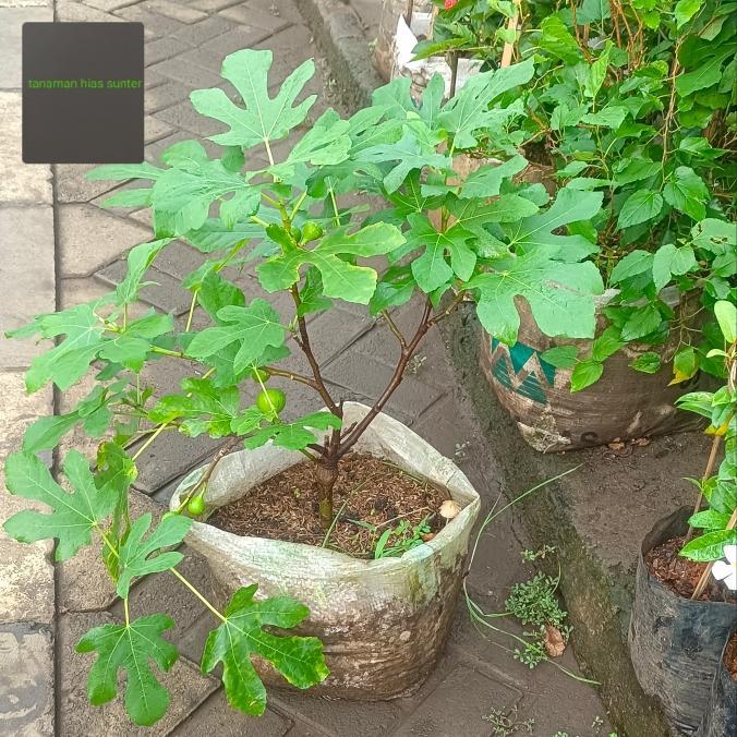 pohon buah tin sudah berbuah tinggi pohon 45/60cm