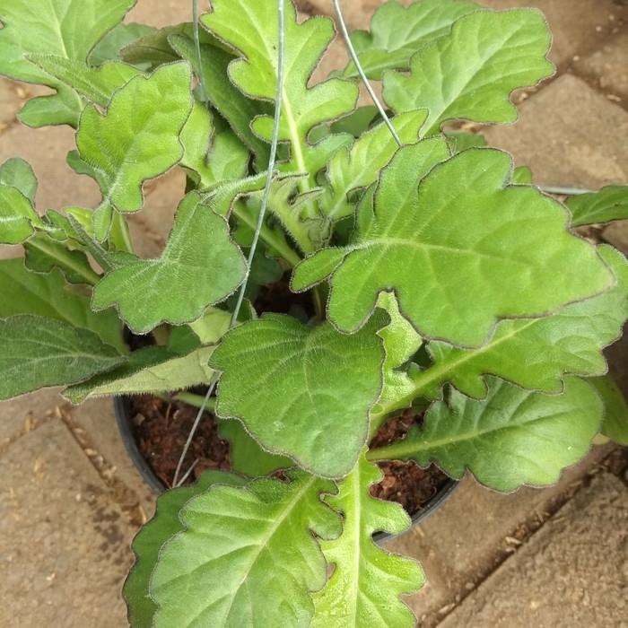 Terbaru Tanaman Daun Dewa/Tanaman Herbal Daun Dewa