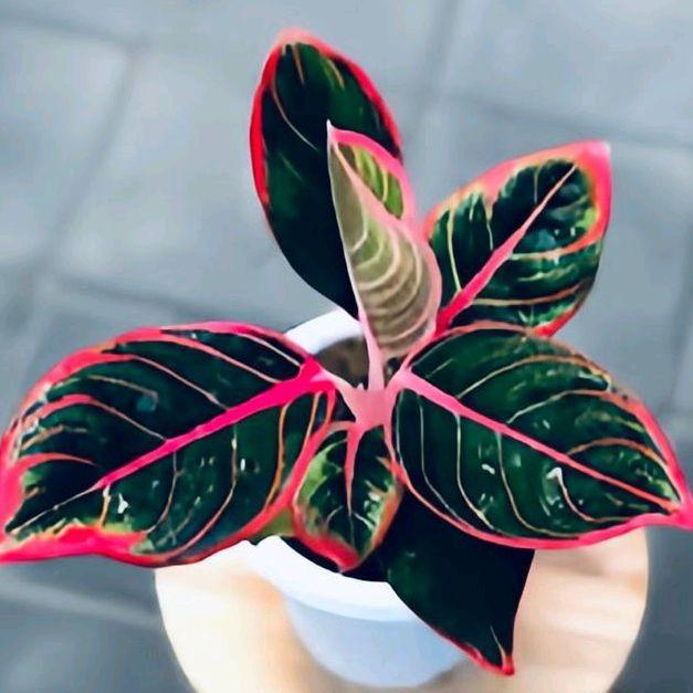 Bibit Tanaman Hias Aglaonema Kanza