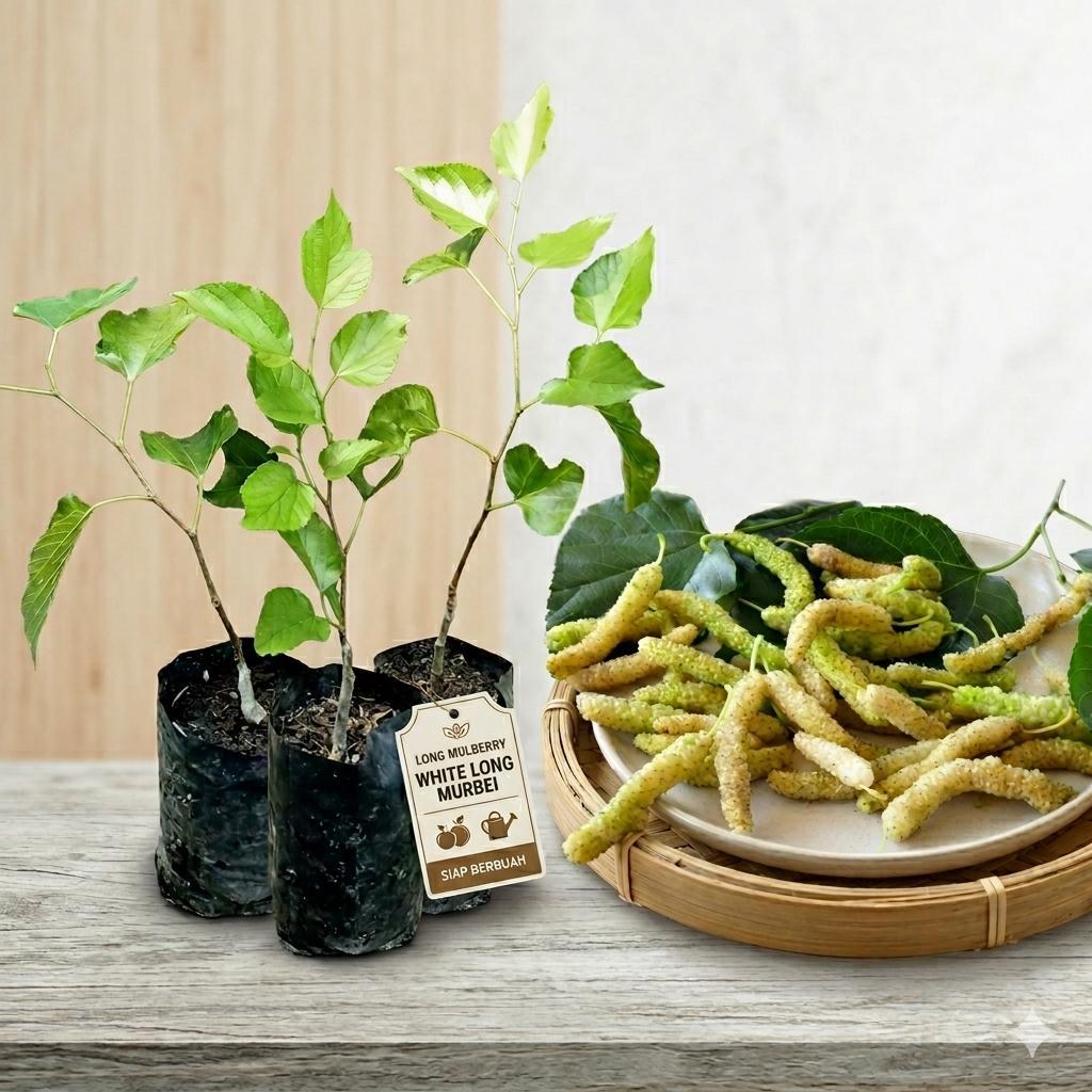 Bibit tanaman White Long Murbei (Long White Mulberry)