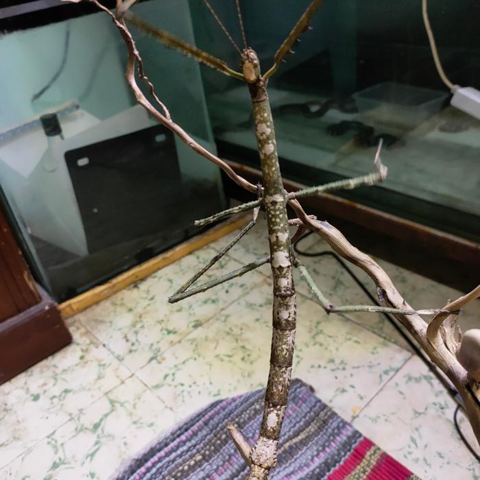 NEW Ready Giant stick Insect