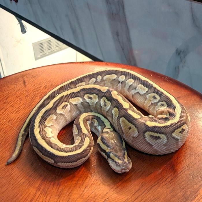Ready Stock Ball python lasser fire female meriah