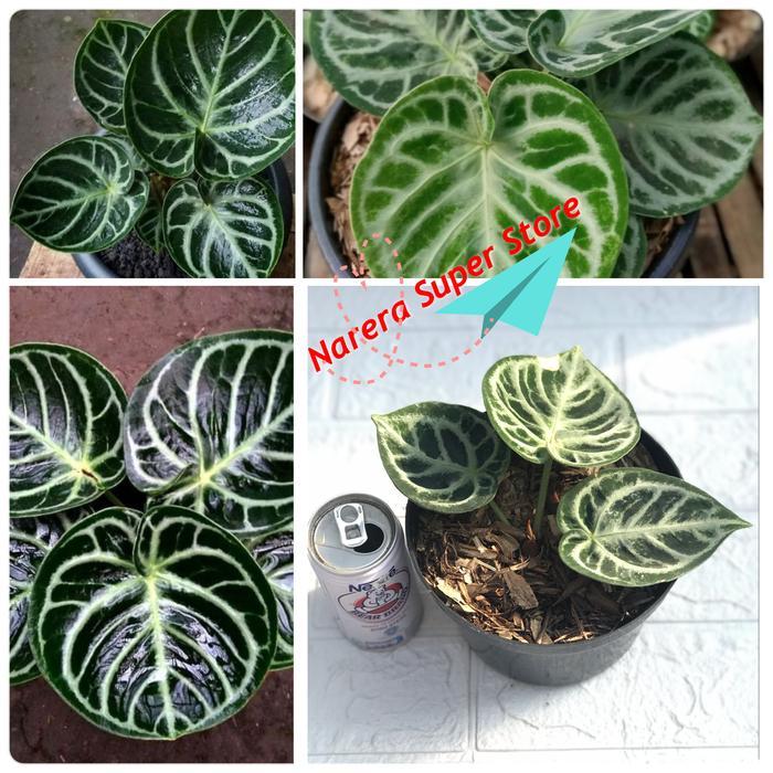 SALE Tanaman Hias Kuping Gajah Dorayaki Mangkok ORI Anthurium Pohon Bunga