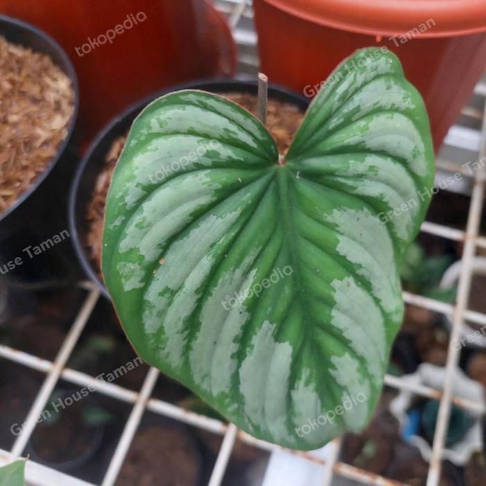 PHILODENDRON MAMEI MURAH