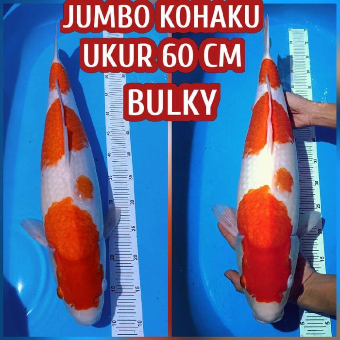 Ikan Koi Blitar Jumbo Kohaku 60 Cm Sesui Gambar Benigoi Kujaku Showa Dll Terbaru 