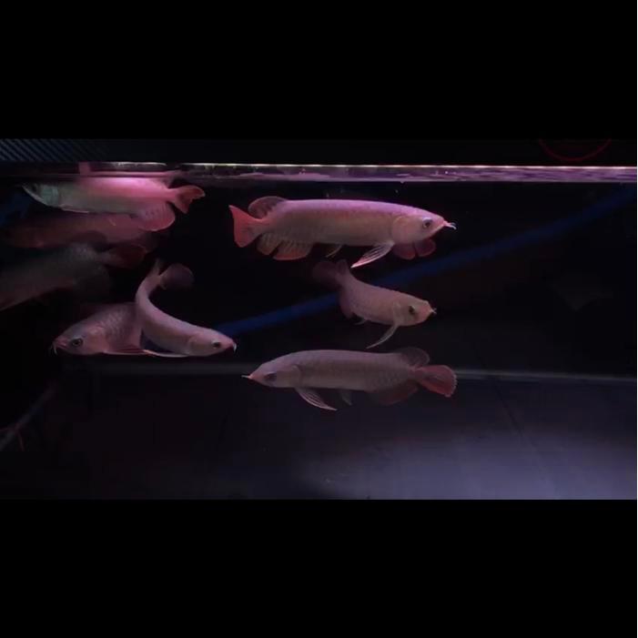 Arowana Banjar Red 16-18Cm Serat Merah Terbaru 