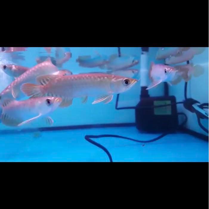 Arowana Banjar Red 12Cm Terbaru 