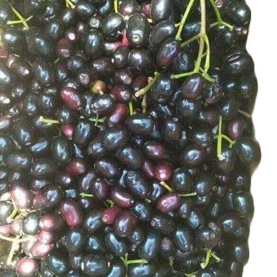 TERLARIS BUAH JAMBLANG 1KG