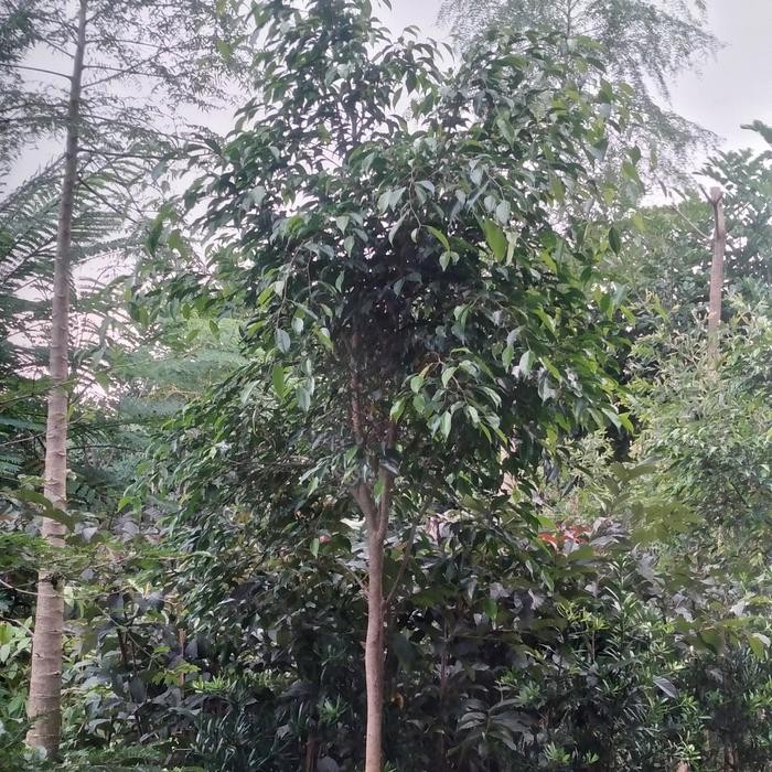 pohon beringin tinggi 3 meter