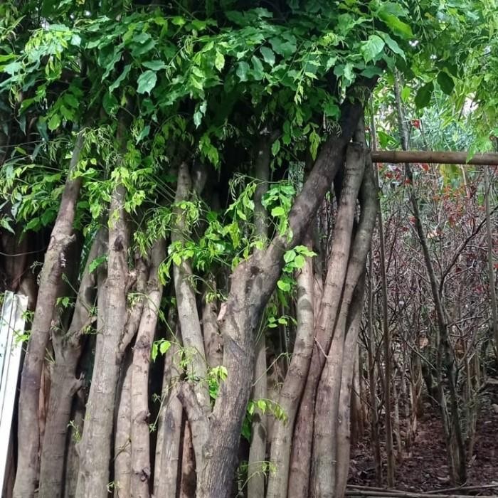 pohon Angsana tinggi 3meter ready