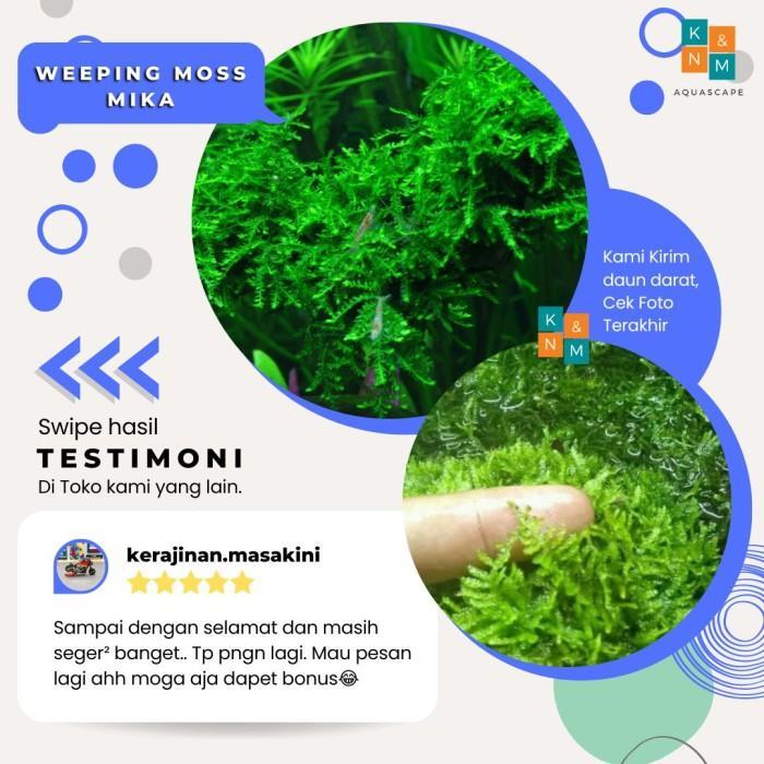 Moss Weeping weping Tanaman Tumbuhan Bonsai Aquascape Aquarium