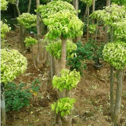 pohon bonsai pohon bonsai anting putri