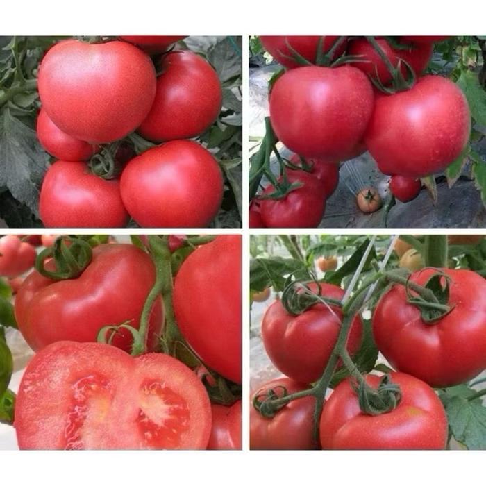 10 Biji Benih Tomat Merah Jumbo Inport Cepat Tumbuh & Buah Besar Bibit Sayur Unggul