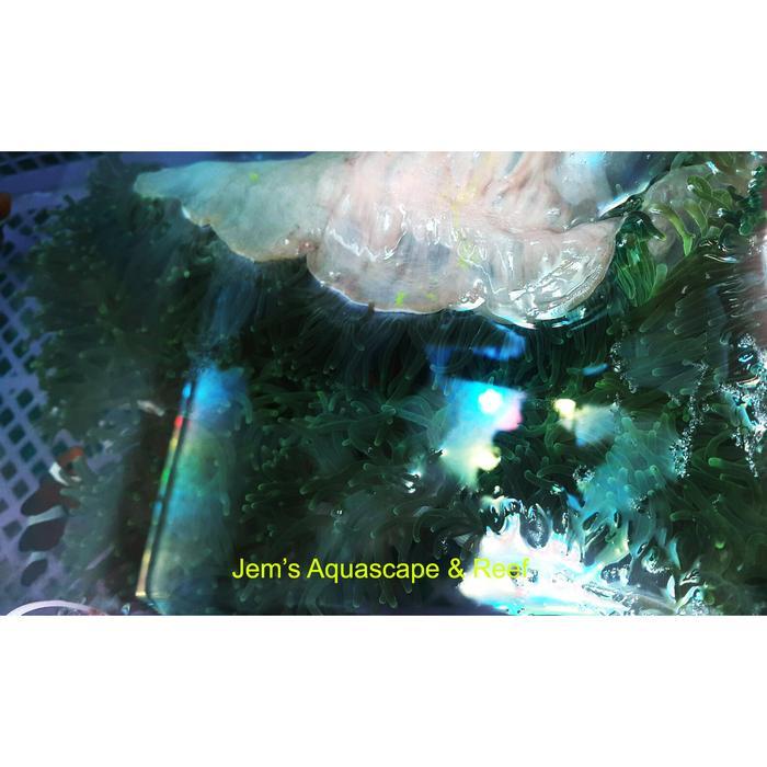 33og- Anemon Jagung Hijau (Green Anemone)