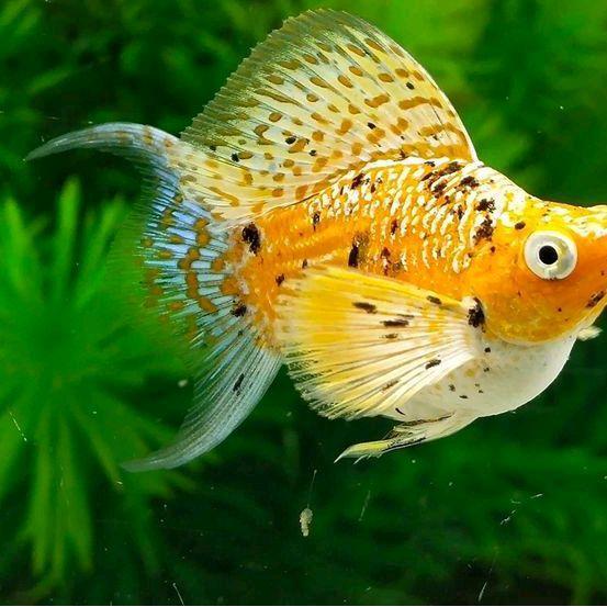 READY STOCK ikan molly multicolor lyretail sepasang