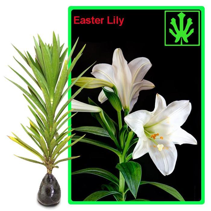 TERLARIS Bibit Bunga Easter Lily Putih READY