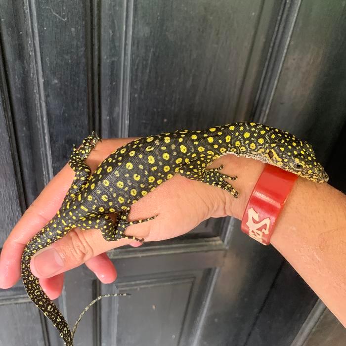 REDAY Terlaris VARANUS COLEI BABY UP FINSCHI Promo Murah