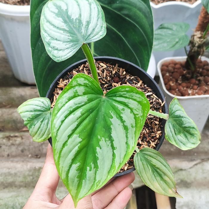 TERBARU philodendron mameii silver
