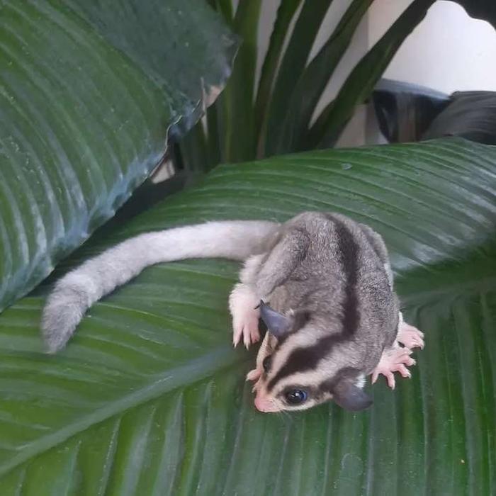 READY Terlaris Sugar Glider Ring tail Sg Low Moza PROMO Murah