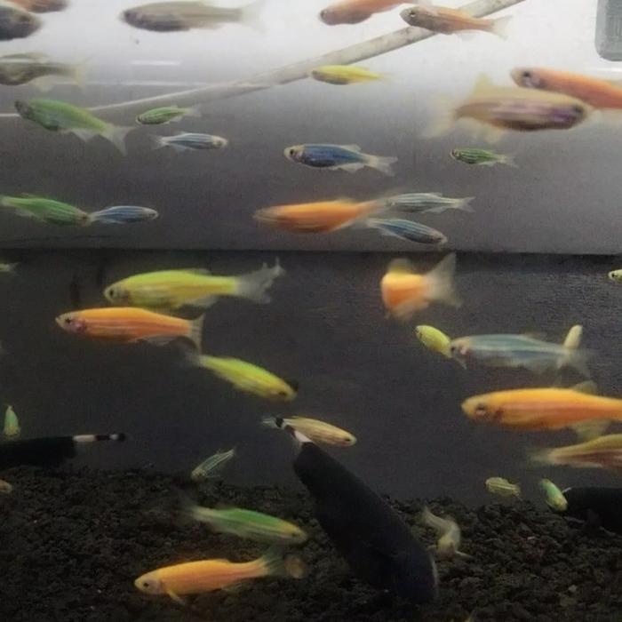 Flash Sale Ikan Zebra Danio Slayer Hijau Pink Violet Biru Green Apple Aquascape Ekor Panjang