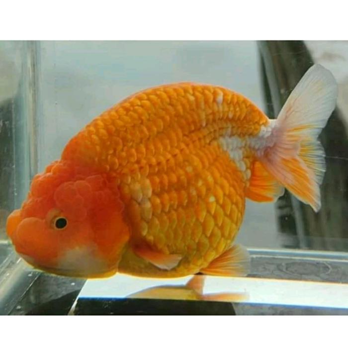 Diskon Ikan Hias Air Tawar - Maskoki Ranchu - Import Original