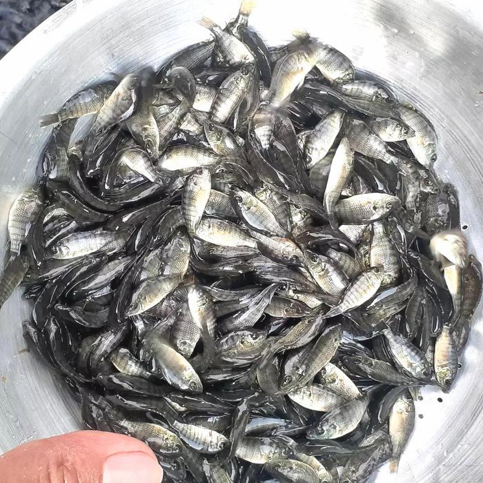 Bibit Ikan Nila Hitam - Benih Ikan Mujair - Free Pelet