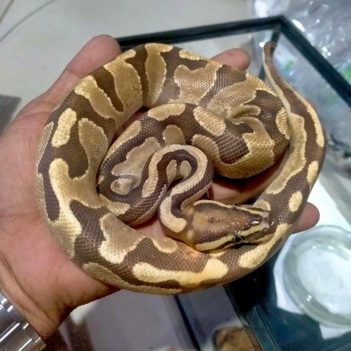 Ready Stock ball python lesser pastel python regius
