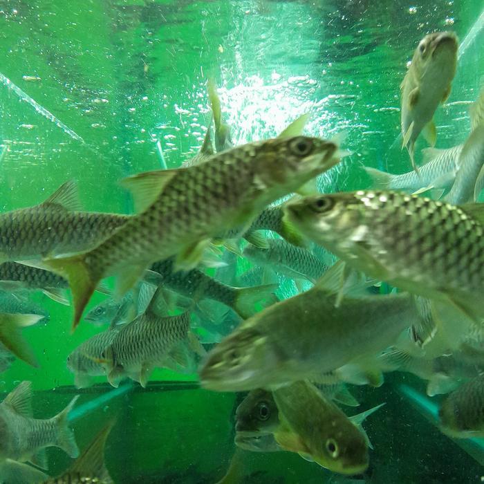 Ikan Dewa Blue Mahseer Uk 15 Cm Up Terbaru 