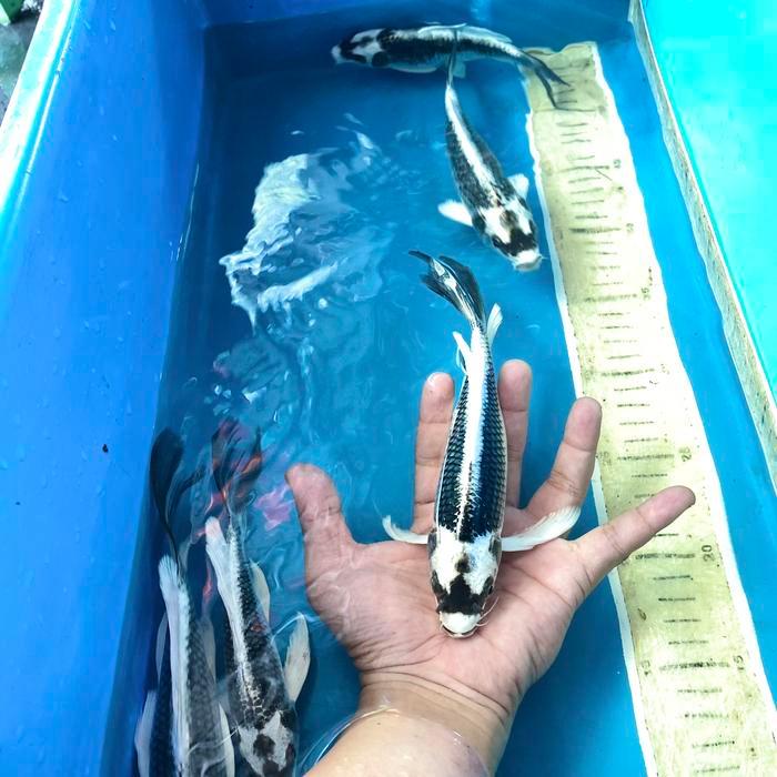 Ikan Koi Kabuto Terbaru 
