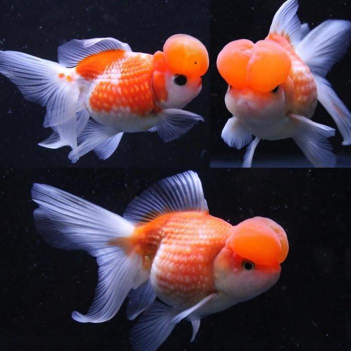 Ikan Mas Koki Mutiara Jambul Grade High Quality Terbaru 