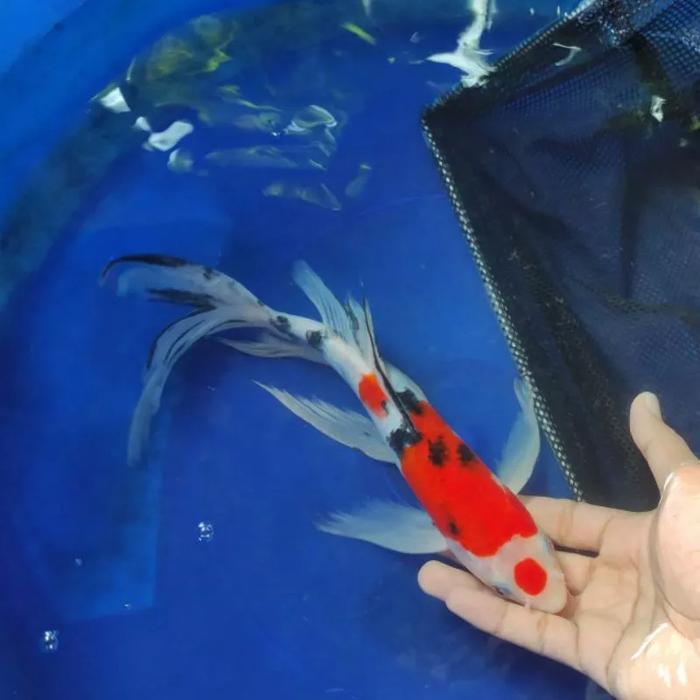 Ikan Koi Sanke Kumpay Antik 18-20Cm Terbaru 