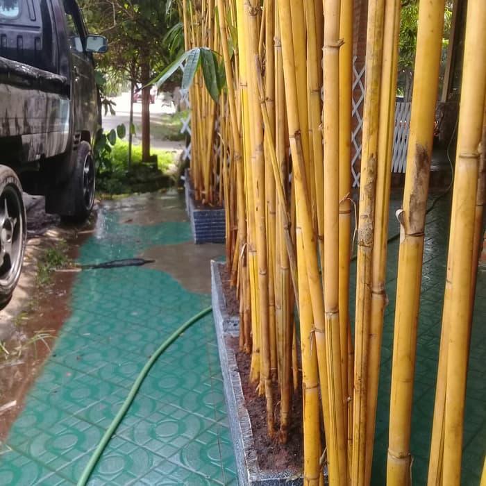 Yuxurystore- Bambu Kuning/Tanaman Pagar /Tanaman Pagar Terbaik