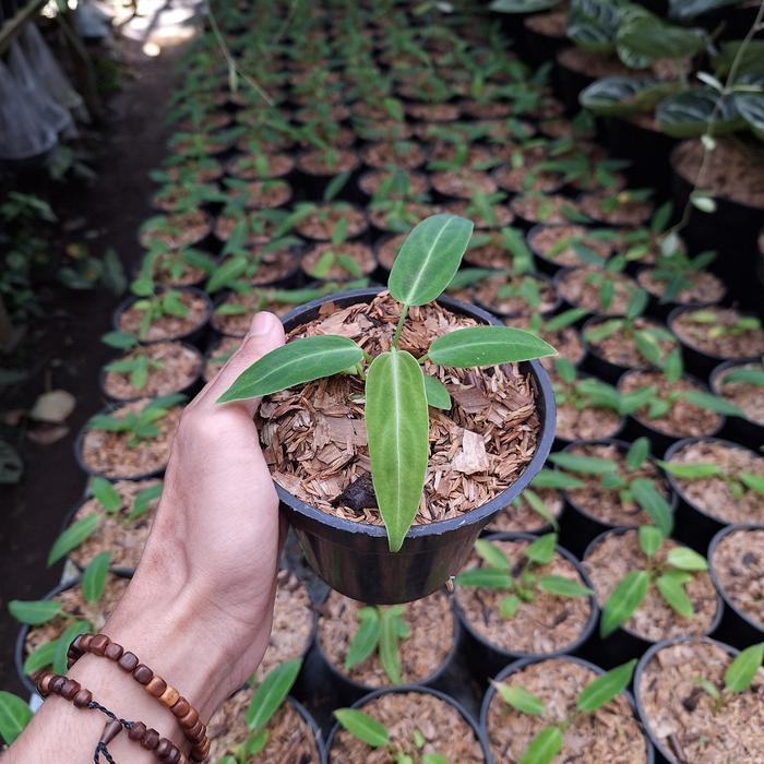PROMO anthurium rocqueanum lidah gajah/baby lidah gajah/lidah gajah